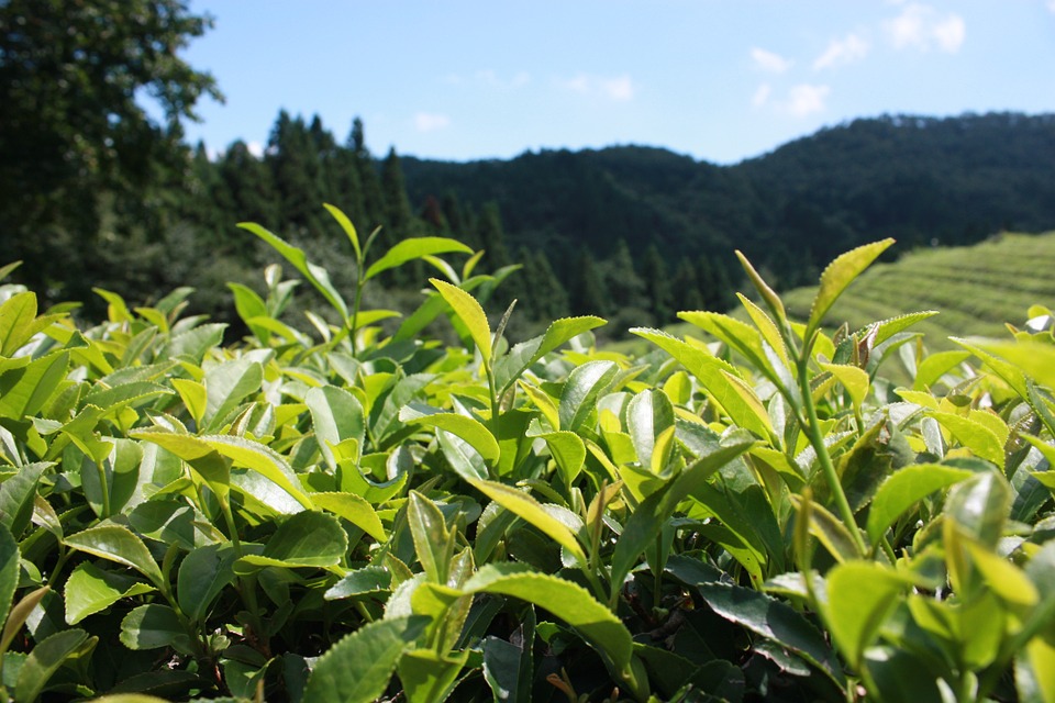 KabinisTea